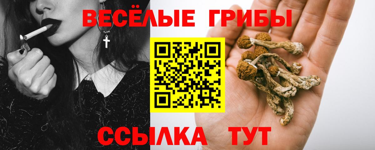Псилоцибиновые грибы Psilocybe Лесозаводск